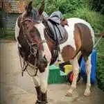 Easy Trek Treeless Comfort GP Saddle - Black or Brown Soft Leather - Image 7