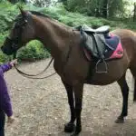 Easy Trek Treeless Classic GP Small Pony Saddle - Black or Brown Soft Leather - Image 7