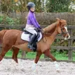 Easy Trek Treeless Classic GP Small Pony Saddle - Black or Brown Soft Leather - Image 8