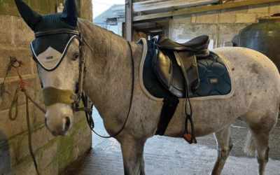 Another happy Easytrek treeless saddle customer