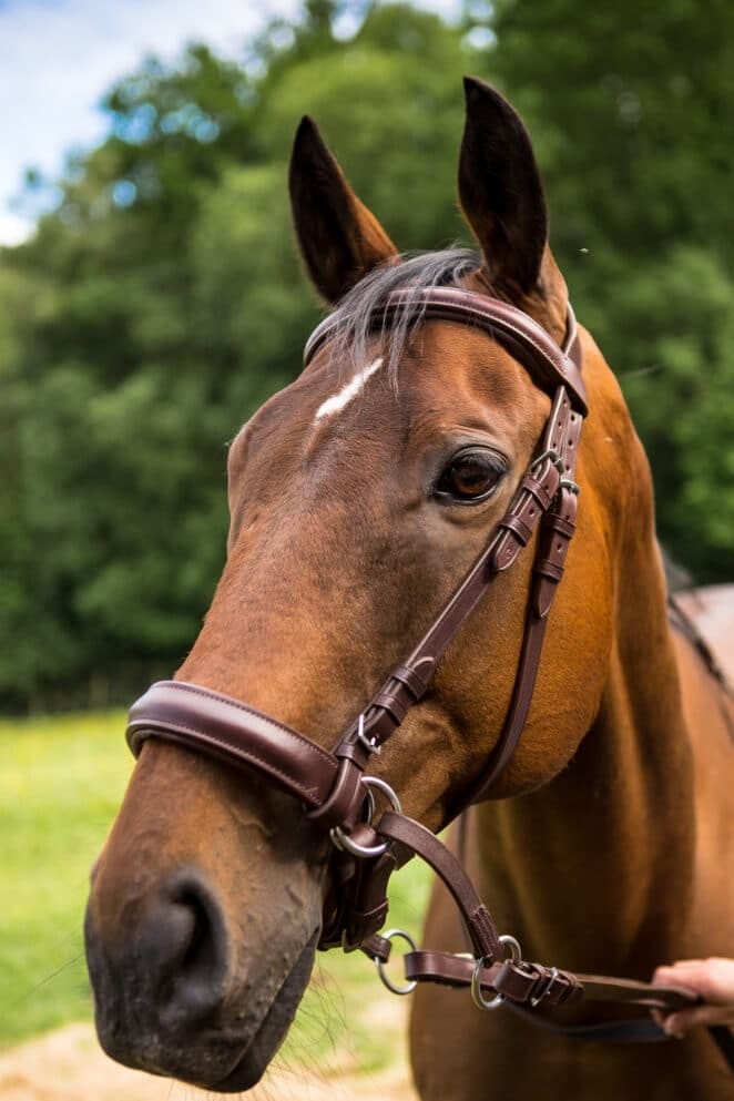 Easy Trek Classic Bitless Leather Bridle - Brown
