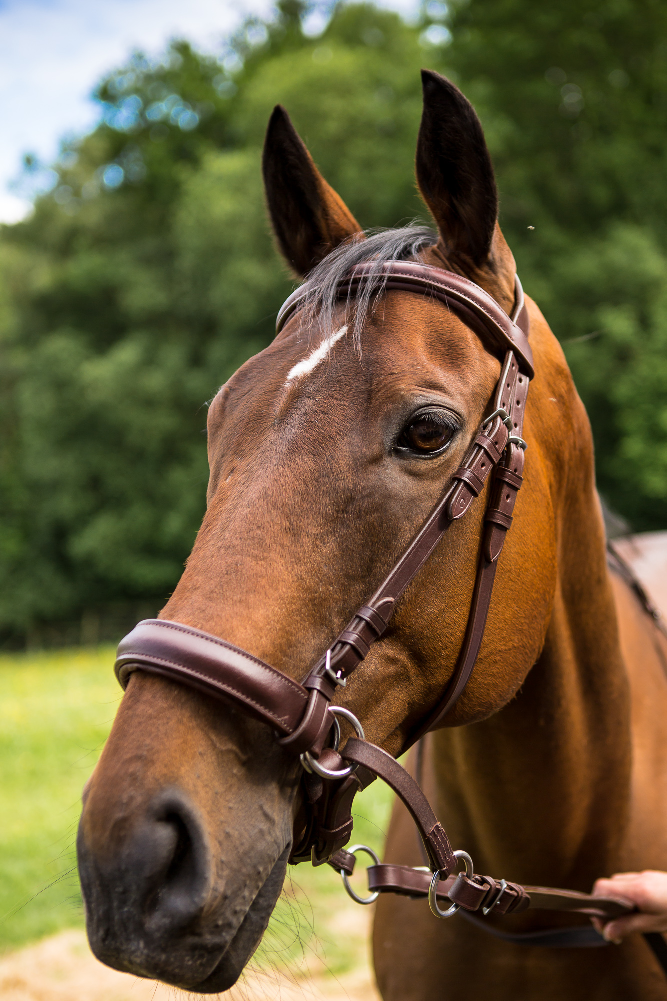 Easytrek Classic Bitless Leather Bridle - Brown