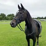 Easy Trek Anatomical Bitted Leather Bridle with Deluxe Gripper Reins - Black or Brown