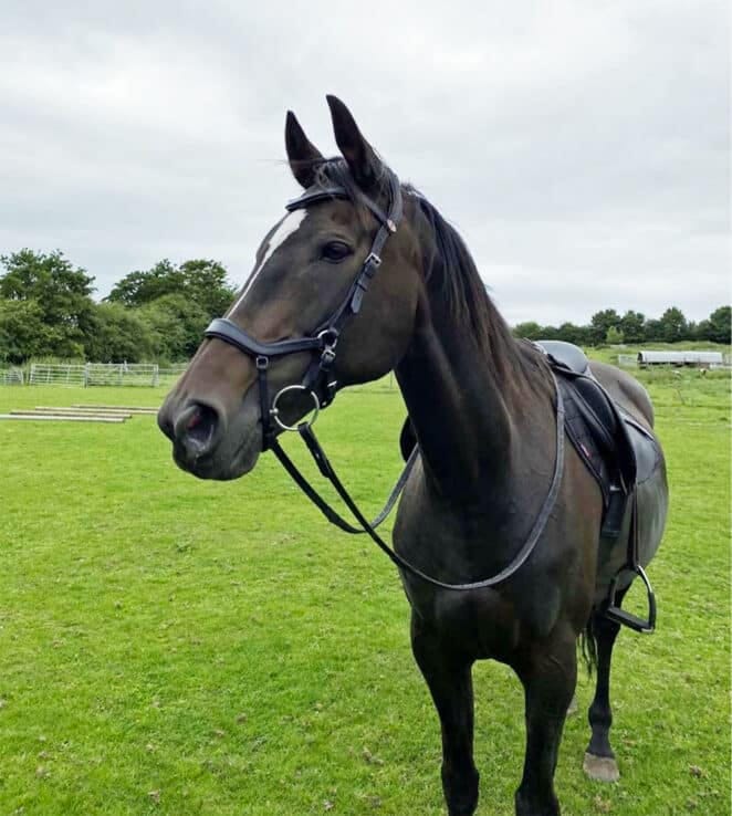 Easy Trek Anatomical Bitted Leather Bridle with Deluxe Gripper Reins - Black or Brown