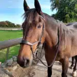 Easy Trek Anatomical Bitted Leather Bridle with Deluxe Gripper Reins - Black or Brown