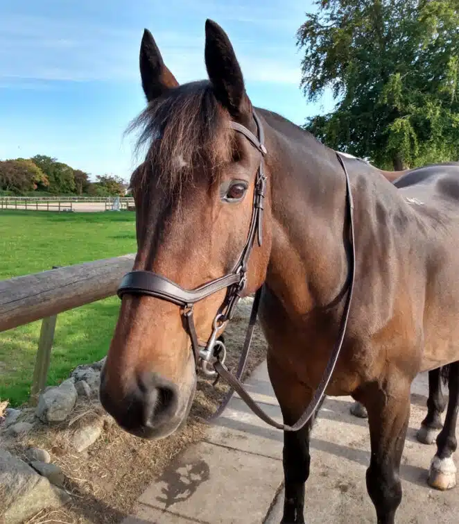 Easy Trek Anatomical Bitted Leather Bridle with Deluxe Gripper Reins - Black or Brown