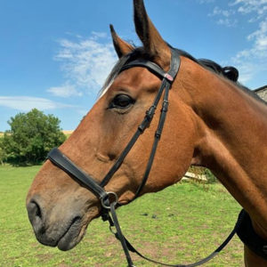 Easy Trek Anatomical Bitless Leather Bridle with Deluxe Gripper Reins - Black or Brown
