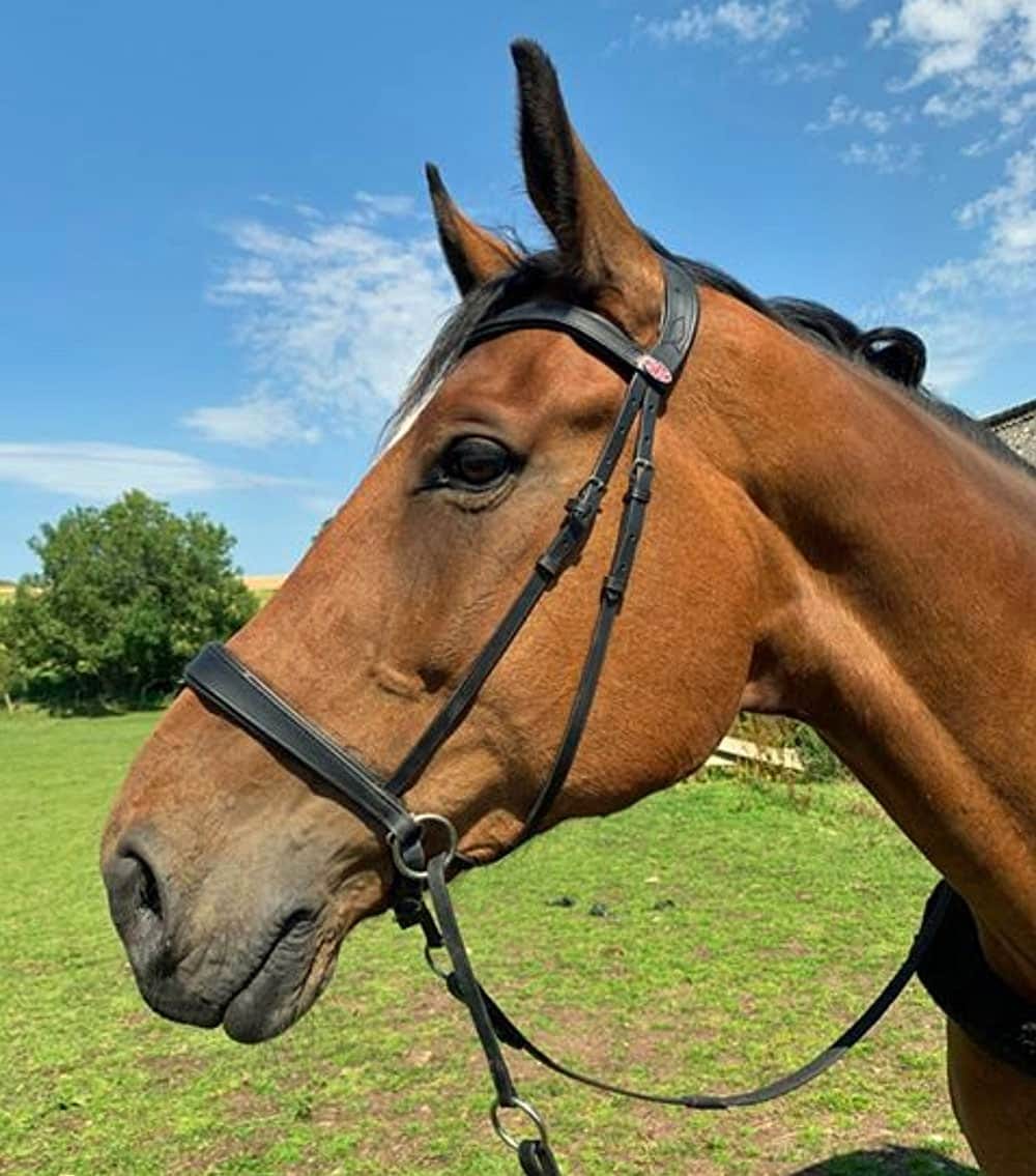 Black Pony Size Easytrek Premium Leather Bitless Bridle & Gripper Reins 