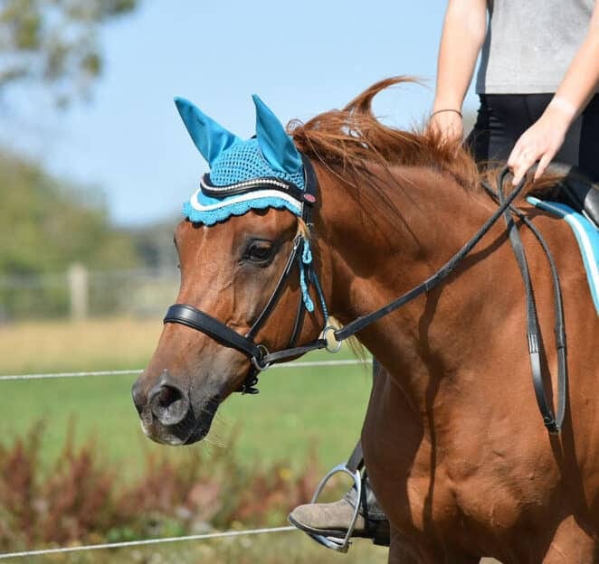 Easy Trek Anatomical Bitless Leather Bridle with Deluxe Gripper Reins - Black or Brown
