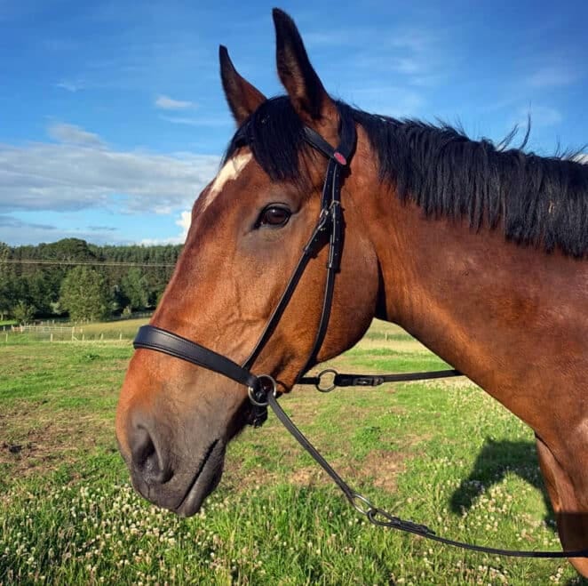 Easy Trek Anatomical Bitless Leather Bridle with Deluxe Gripper Reins - Black or Brown