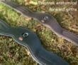 Easy Trek quality soft leather anatomical forward girth - Black or Brown Easy Trek quality soft leather anatomical forward girth - Black or Brown