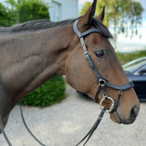 Easy Trek Anatomical Bitted Leather Bridle with Deluxe Gripper Reins - Black or Brown