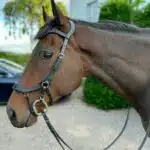 Easy Trek Anatomical Bitted Leather Bridle with Deluxe Gripper Reins - Black or Brown