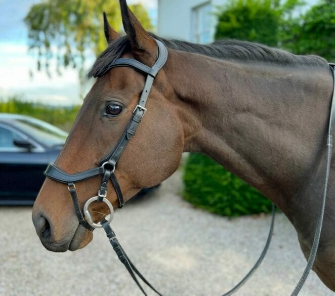 Easy Trek Anatomical Bitted Leather Bridle with Deluxe Gripper Reins - Black or Brown