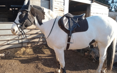 Abi & Flynn’s review of the Easytrek Classic GP treeless saddle